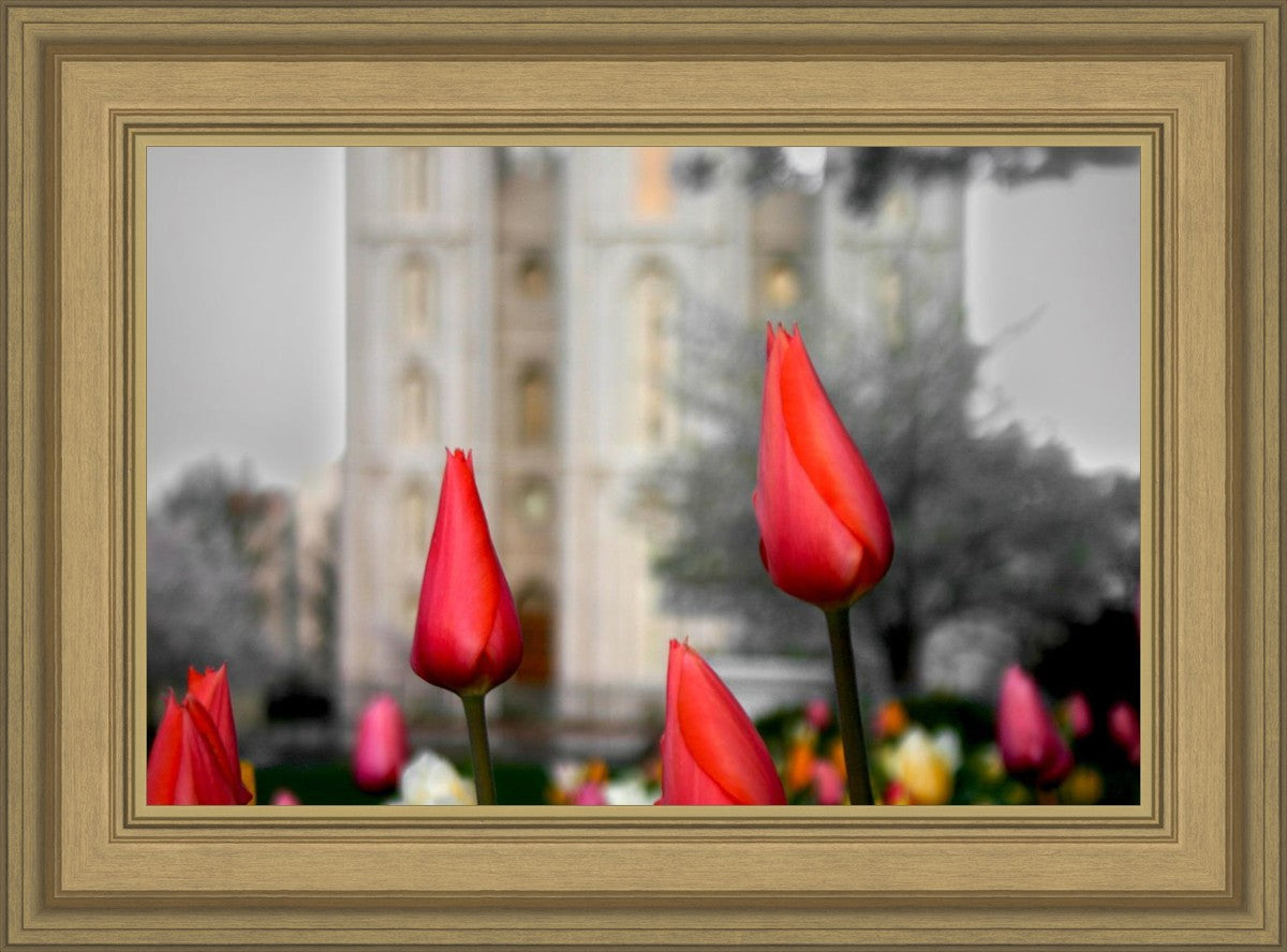 Salt Lake City Temple Beginning Transformation