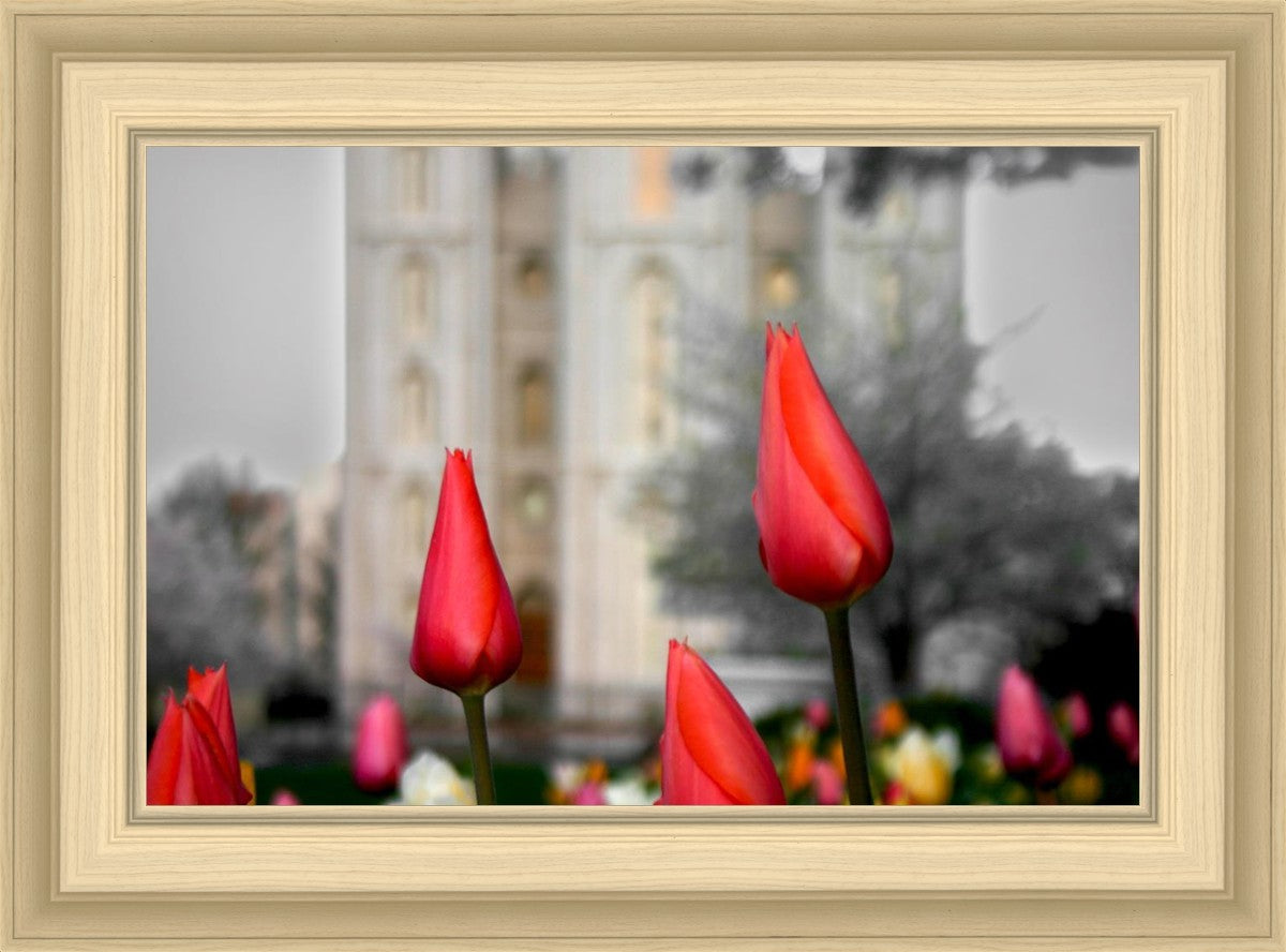 Salt Lake City Temple Beginning Transformation