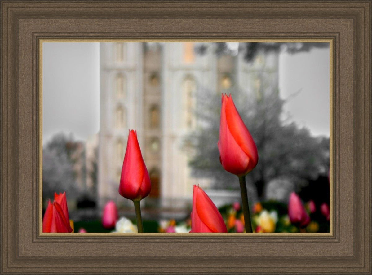 Salt Lake City Temple Beginning Transformation
