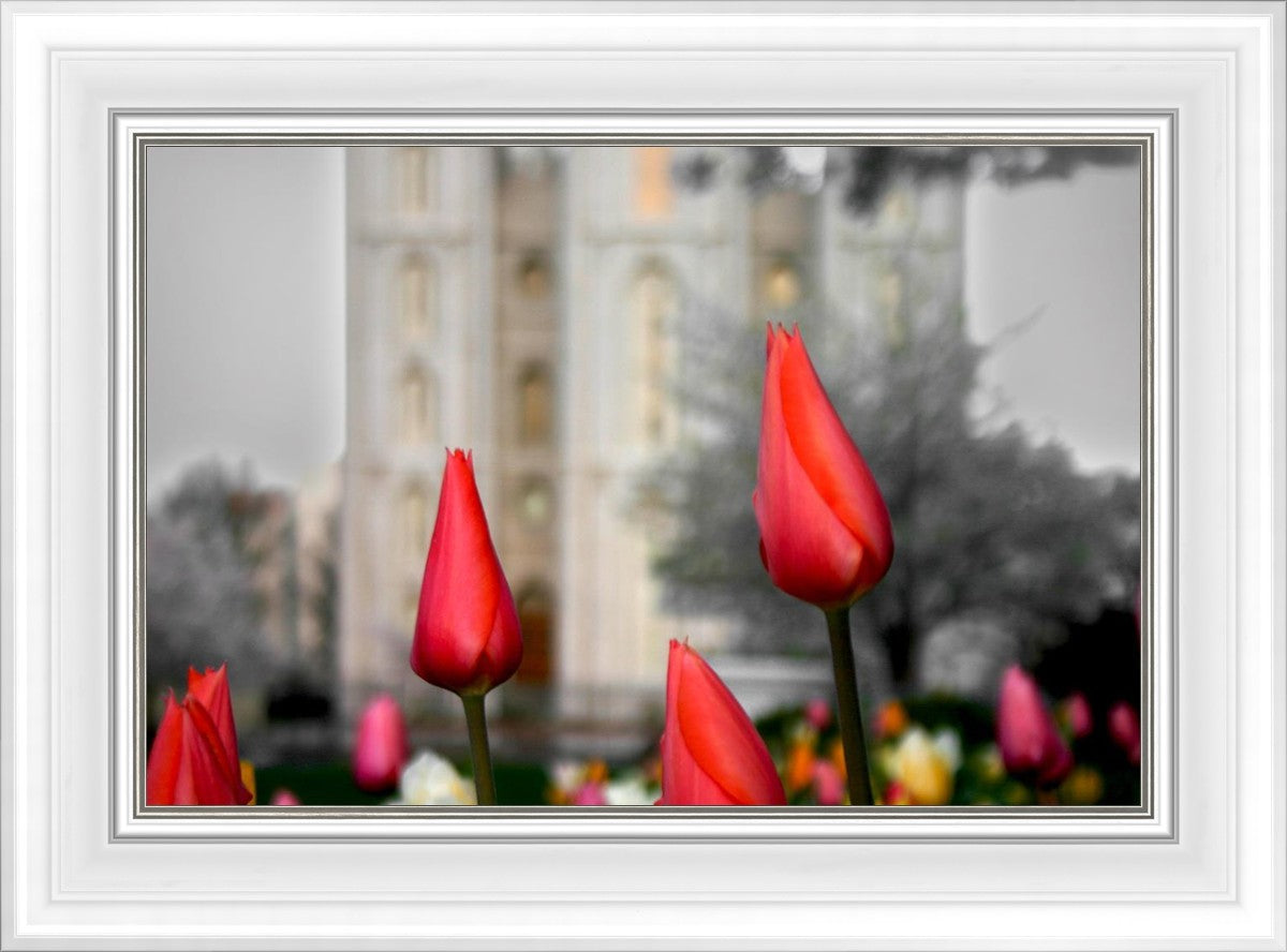 Salt Lake City Temple Beginning Transformation