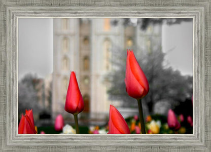 Salt Lake City Temple Beginning Transformation