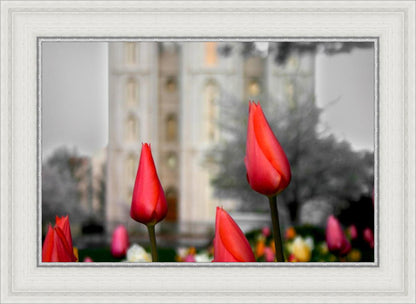 Salt Lake City Temple Beginning Transformation