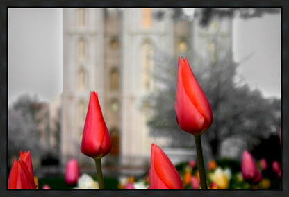Salt Lake City Temple Beginning Transformation Gallery Wrap