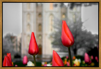 Salt Lake City Temple Beginning Transformation Gallery Wrap