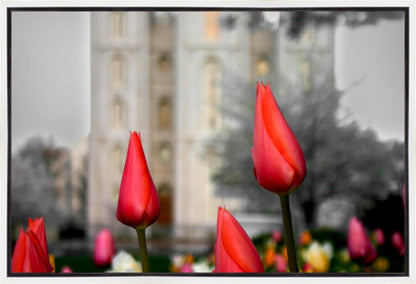 Salt Lake City Temple Beginning Transformation Gallery Wrap