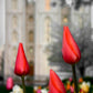 Salt Lake City Temple Beginning Transformation