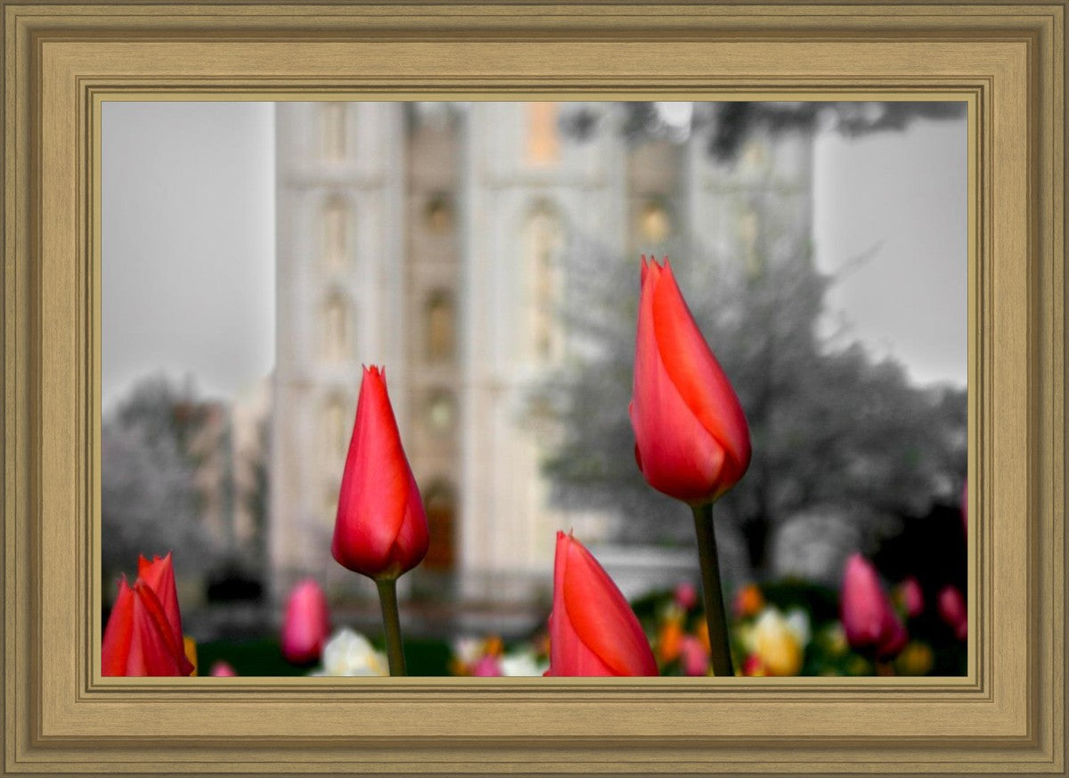 Salt Lake City Temple Beginning Transformation
