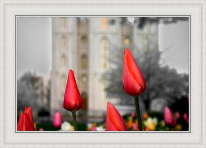 Salt Lake City Temple Beginning Transformation