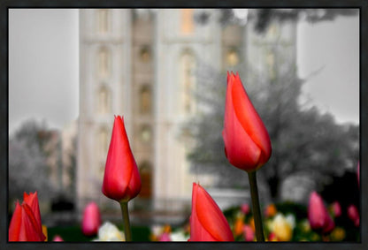 Salt Lake City Temple Beginning Transformation Gallery Wrap
