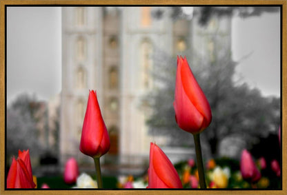 Salt Lake City Temple Beginning Transformation Gallery Wrap