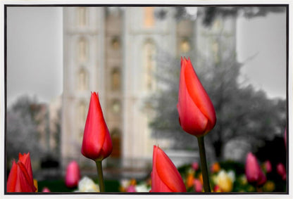 Salt Lake City Temple Beginning Transformation Gallery Wrap