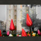 Salt Lake City Temple Beginning Transformation