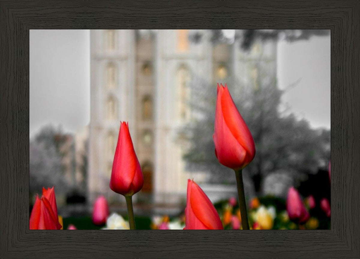 Salt Lake City Temple Beginning Transformation