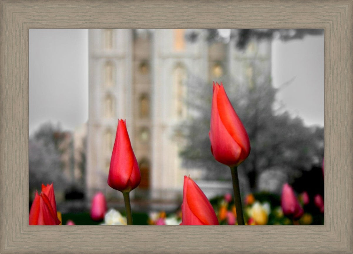 Salt Lake City Temple Beginning Transformation