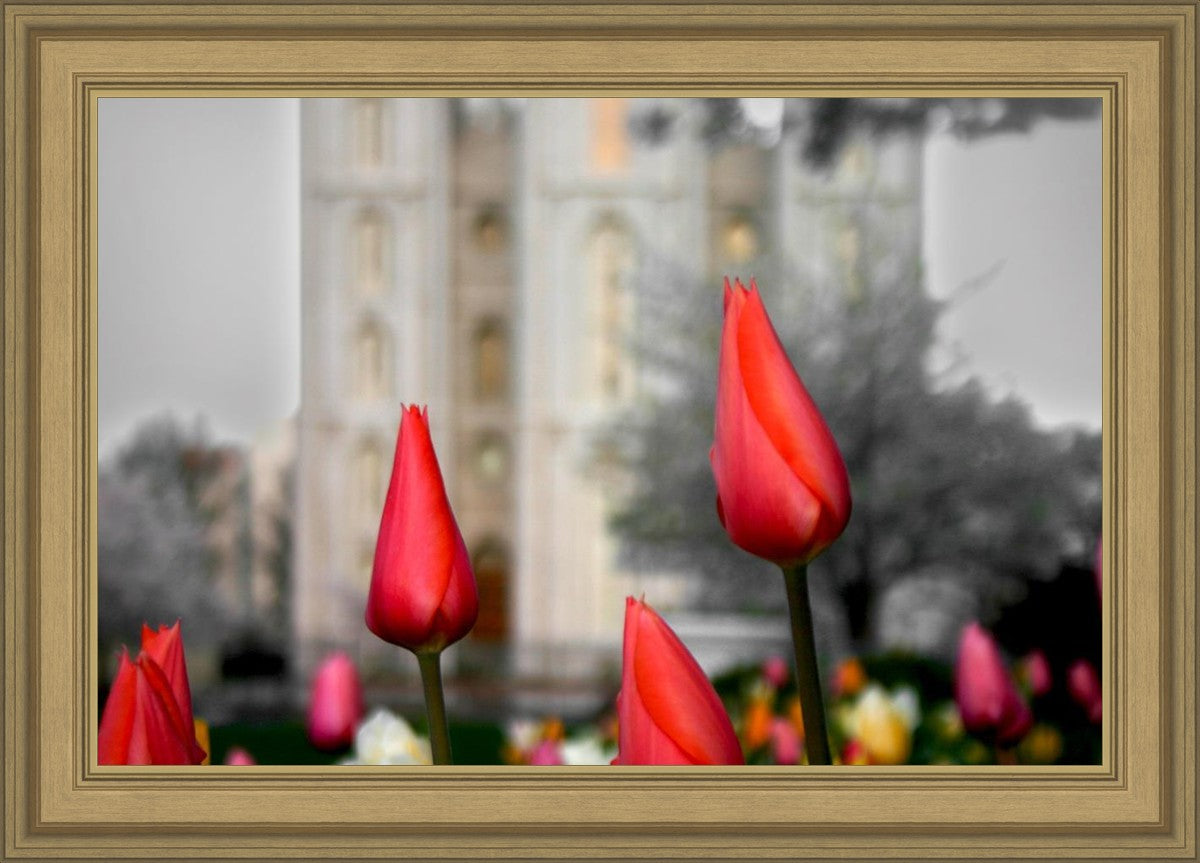 Salt Lake City Temple Beginning Transformation