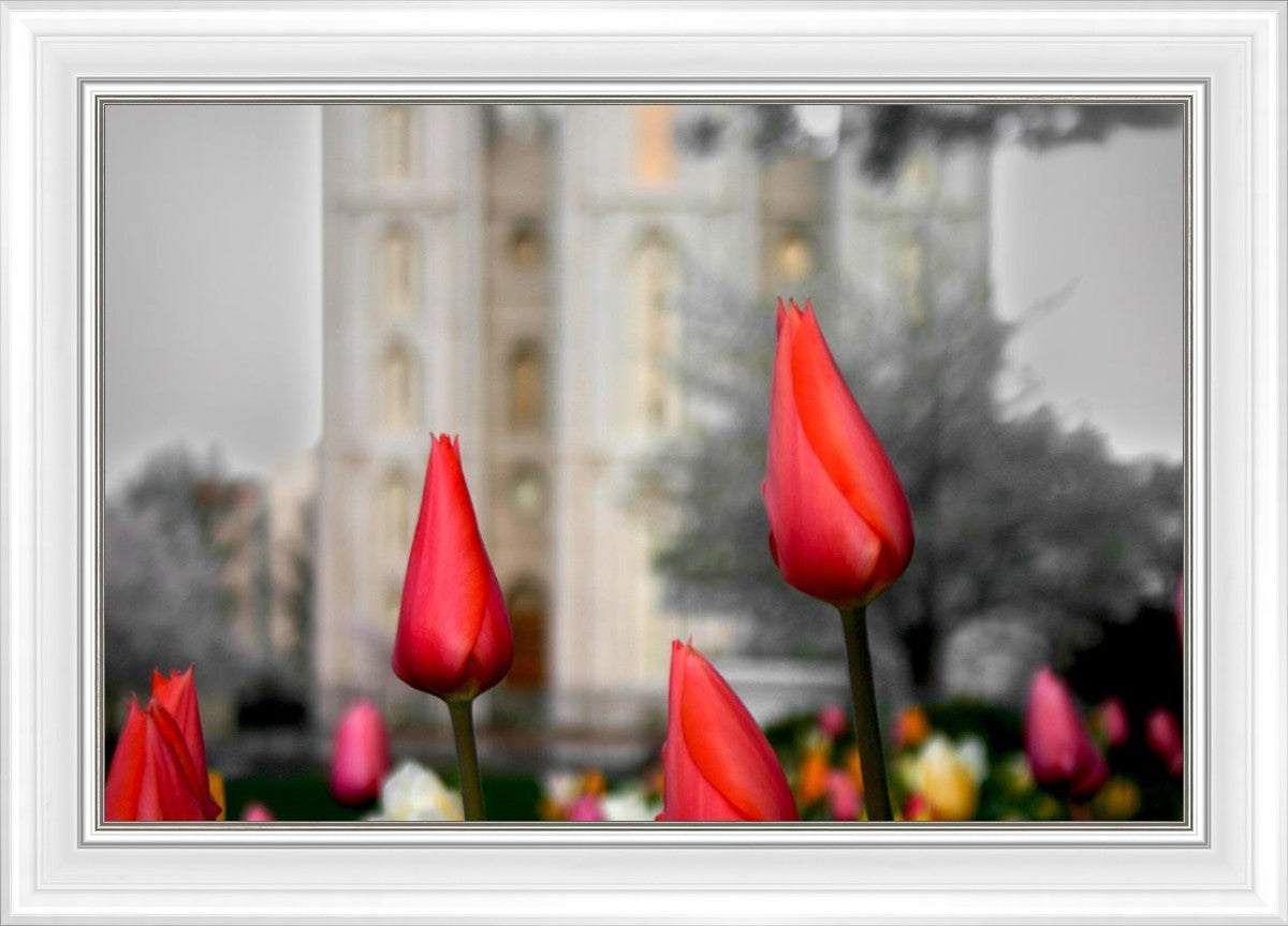 Salt Lake City Temple Beginning Transformation