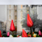 Salt Lake City Temple Beginning Transformation