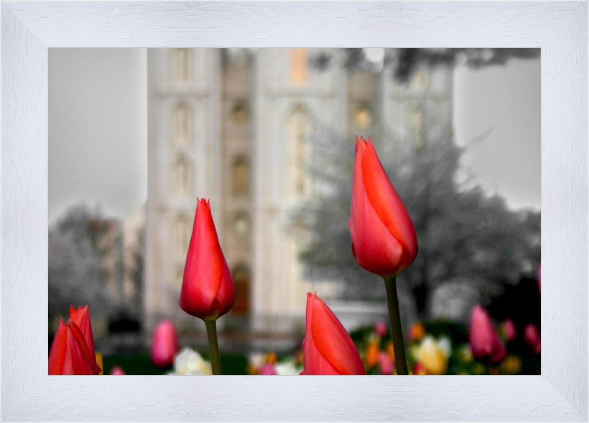 Salt Lake City Temple Beginning Transformation