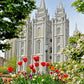 Salt Lake City Temple June - God Is the Gardner