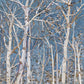 Woodland