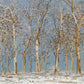 Winter Woods