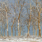 Winter Woods