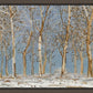 Winter Woods