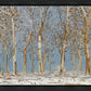 Winter Woods