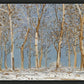 Winter Woods