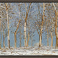 Winter Woods