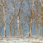 Winter Woods