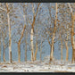 Winter Woods