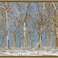 Winter Woods