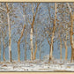 Winter Woods