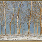 Winter Woods