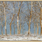 Winter Woods