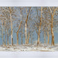 Winter Woods