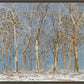 Winter Woods