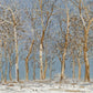 Winter Woods