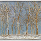 Winter Woods