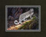 Snow Leopard