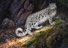 Snow Leopard