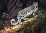 Snow Leopard