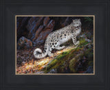 Snow Leopard