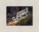 Snow Leopard