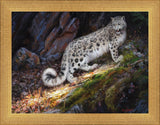 Snow Leopard