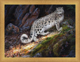 Snow Leopard