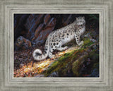 Snow Leopard