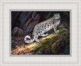 Snow Leopard