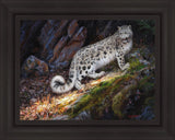 Snow Leopard